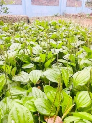 Nếu trẻ ho do vi rút, cảm cúm thông thường thì không cần dùng kháng sinh ba mẹ nhé. Đừng lãm dụng kháng sinh để rồi hại sức khỏe các con. Ưu tiên dùng...