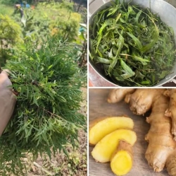 Bài thuốc nam dân gian hỗ trợ lưu thông máu, giảm đau nhức, lợi sữa sau sinh