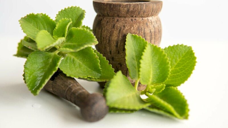 Bài Thuốc Dân Gian Thanh Nhiệt – Giải Cảm